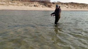 Ловля Балтийского лосося в Калининграде.Рыбалка в Калининграде. Lašiša. Сёмга.Лосось. Salmonfishing