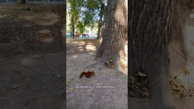 Диверсификация. #shorts #инвестиции смотреть онлайн