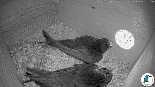 ЛЕПИМО ГНІЗДО. СЕРПОКРИЛЕЦЬ. ГНІЗДО. ЦЕСІС. ЛАТВІЯ 2-7-22 - BUILD A NEST. SWIFT. NEST. CESIS. LATVI смотреть онлайн