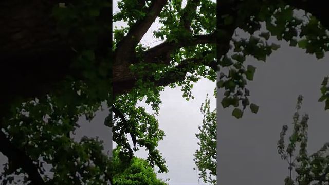 тюльпановое дерево май 2022 года смотреть онлайн