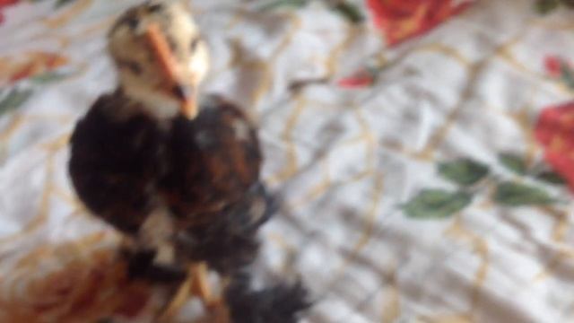 У цыплят мохнатые лапы и маховые перья на коленках смотреть онлайн