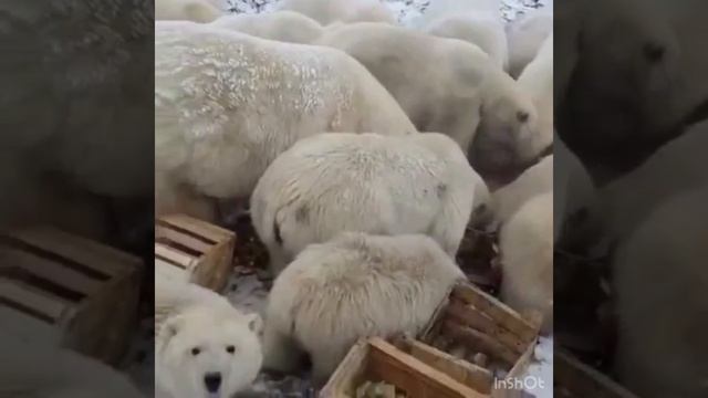 Белые медведи на МУСОРКЕ кушают питаются смотреть онлайн