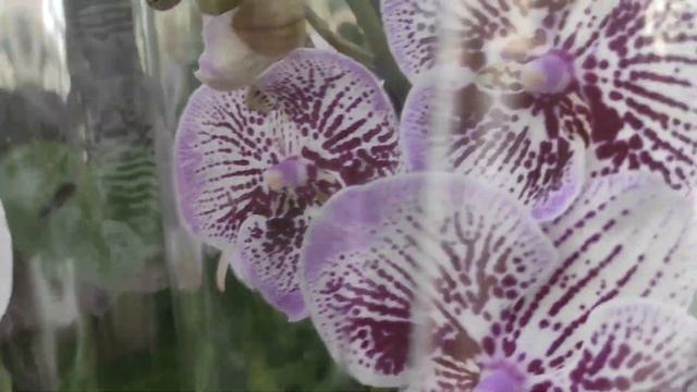 №748/ СВЕЖИЕ красавицы ОРХИДЕИ в с/ц РОСТОК