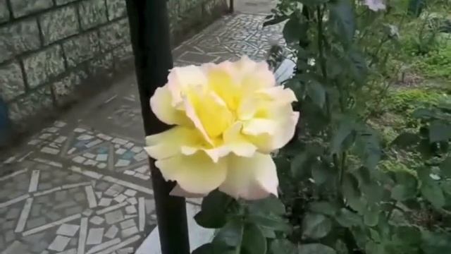 Домашнее цветоводство. Желтые парковые розы радуют своей красотой. смотреть онлайн