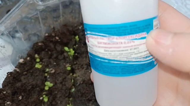 Как победить черную ножку на РАССАДЕ. смотреть онлайн