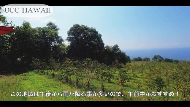 【ハワイ島コナおすすめカフェ３選】行ってよかったカフェBest3をご紹介☕️ | ハワイカフェ巡り