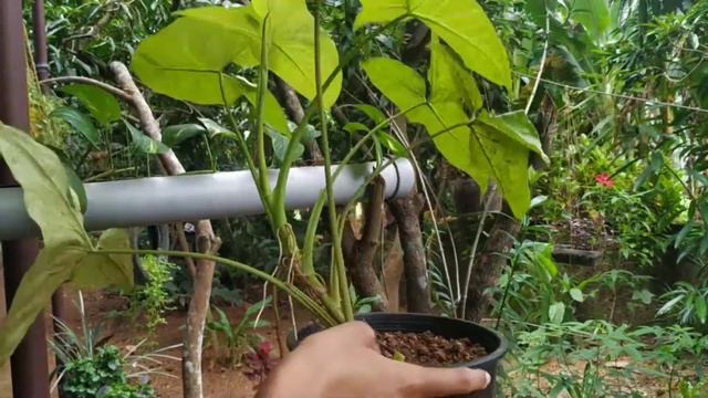 Singonium plant varieties in malayalam/ care/ propagation/ arrow plants смотреть онлайн
