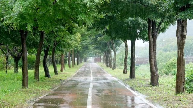 빗소리와 함께 걷고 싶은 길 - 복잡한 생각을 정리하고 휴식, 편한 숙면을 위한 백색소음 смотреть онлайн