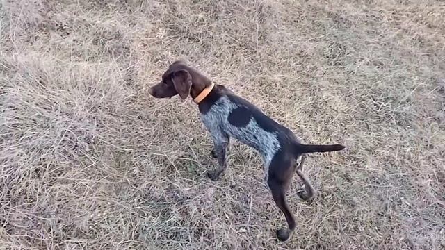 Курцхаар конар стойка на перо смотреть онлайн