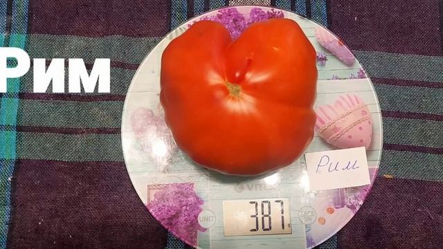 Каталог томатов ?Семена коллекционных томатов сезона 2022 года ?ватсап +79373268768 смотреть онлайн