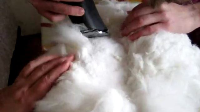 стрижка кошек-салон Баловень.wmv смотреть онлайн