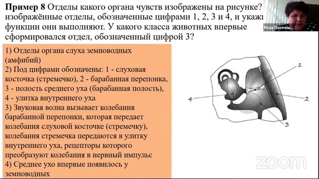 Онлайн – круглый стол «Разбор сложных заданий ЕГЭ по биологии» смотреть онлайн