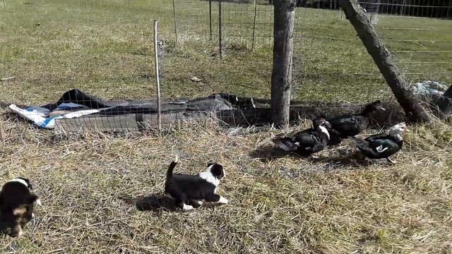 Perl and Harlech and Brie at the end 4/7 смотреть онлайн