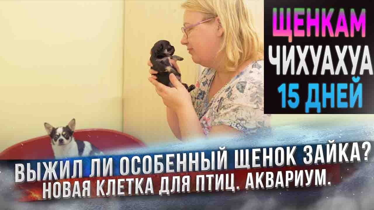 Щенки чихуахуа открыли глаза! Что с Зайкой? Аквариум и новая клетка для амадин. смотреть онлайн