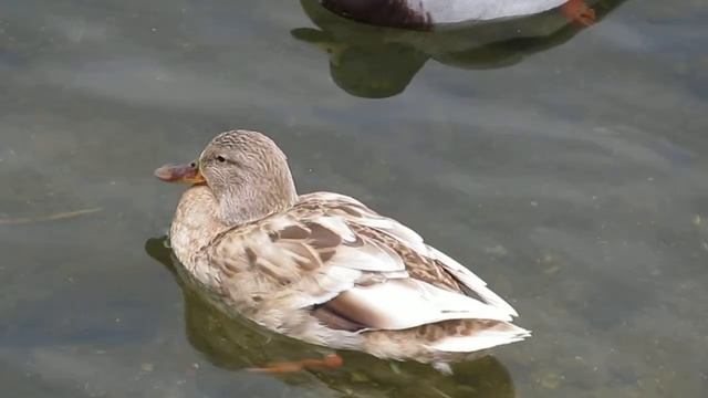 Гибрид утки-кряквы: необычная окраска. (Anas platyrhynchos, hybrid) смотреть онлайн