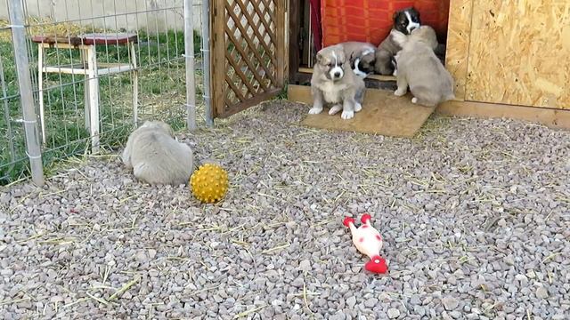 Алабаи Крыма. Щенкам 1 месяц дата рождения 19.02.2019 Знакомство с территорией. смотреть онлайн