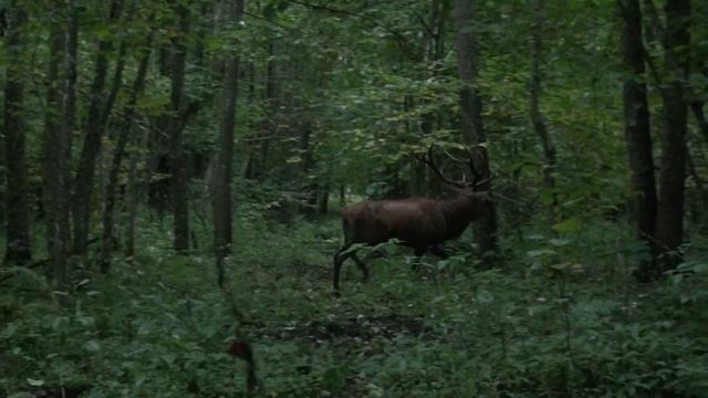Олени в брачный период смотреть онлайн