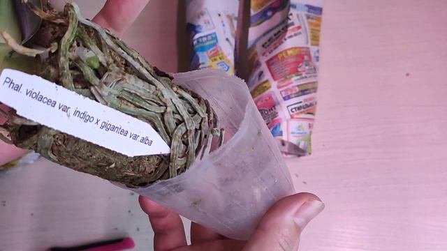 Наконец-то!!! Крутые сорта в моей коллекции 🤗 смотреть онлайн