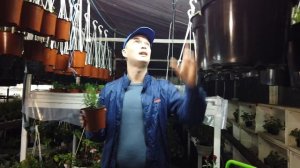 Выгоняю гвоздику ЧЕТКО к 8 Марта.