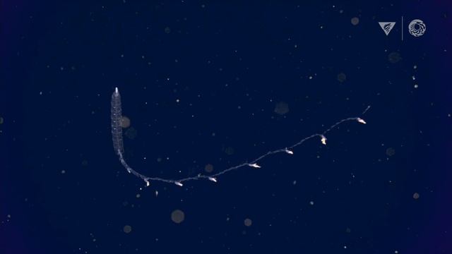 We asked the Monterey Bay Aquarium: What are your top 10 deep-sea animals? смотреть онлайн