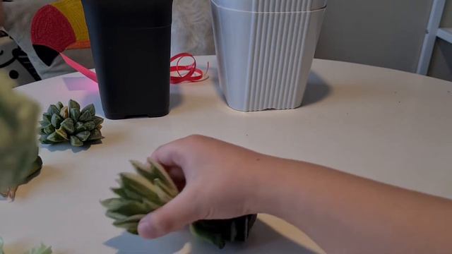 Unboxing 5 Haworthia from Indoor Beauty and Planting It Right Away! | Perfect Housewarming Present смотреть онлайн