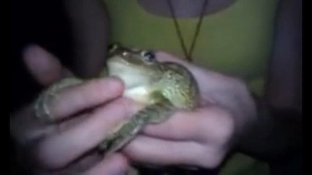 Лягушка кричит смотреть онлайн