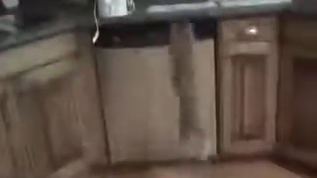 Как отучить кота лазить на стол! Прикол! смотреть онлайн