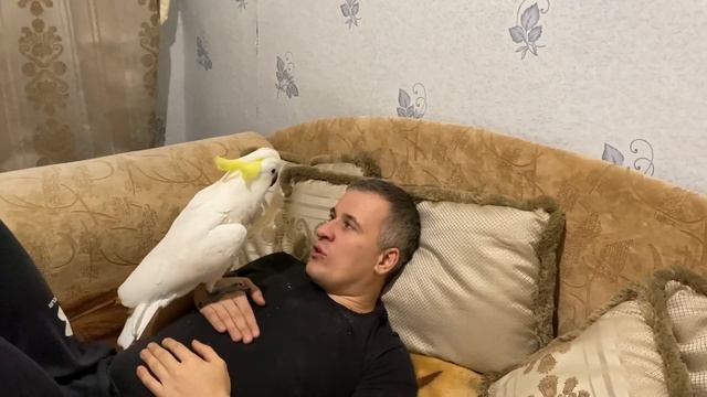 Учим попугая Какаду Кирюню петь песенку смотреть онлайн