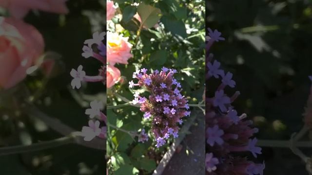 Роза Вивьен Вествуд смотреть онлайн