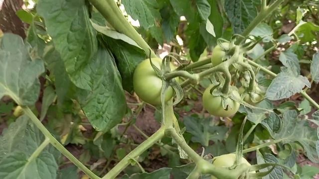 жизнь бессмертного в селе смотреть онлайн