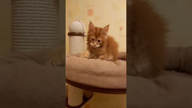 Мейн кун Caesar. смотреть онлайн