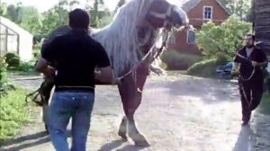 ЦЫГАНСКИЕ ЛОШАДИ