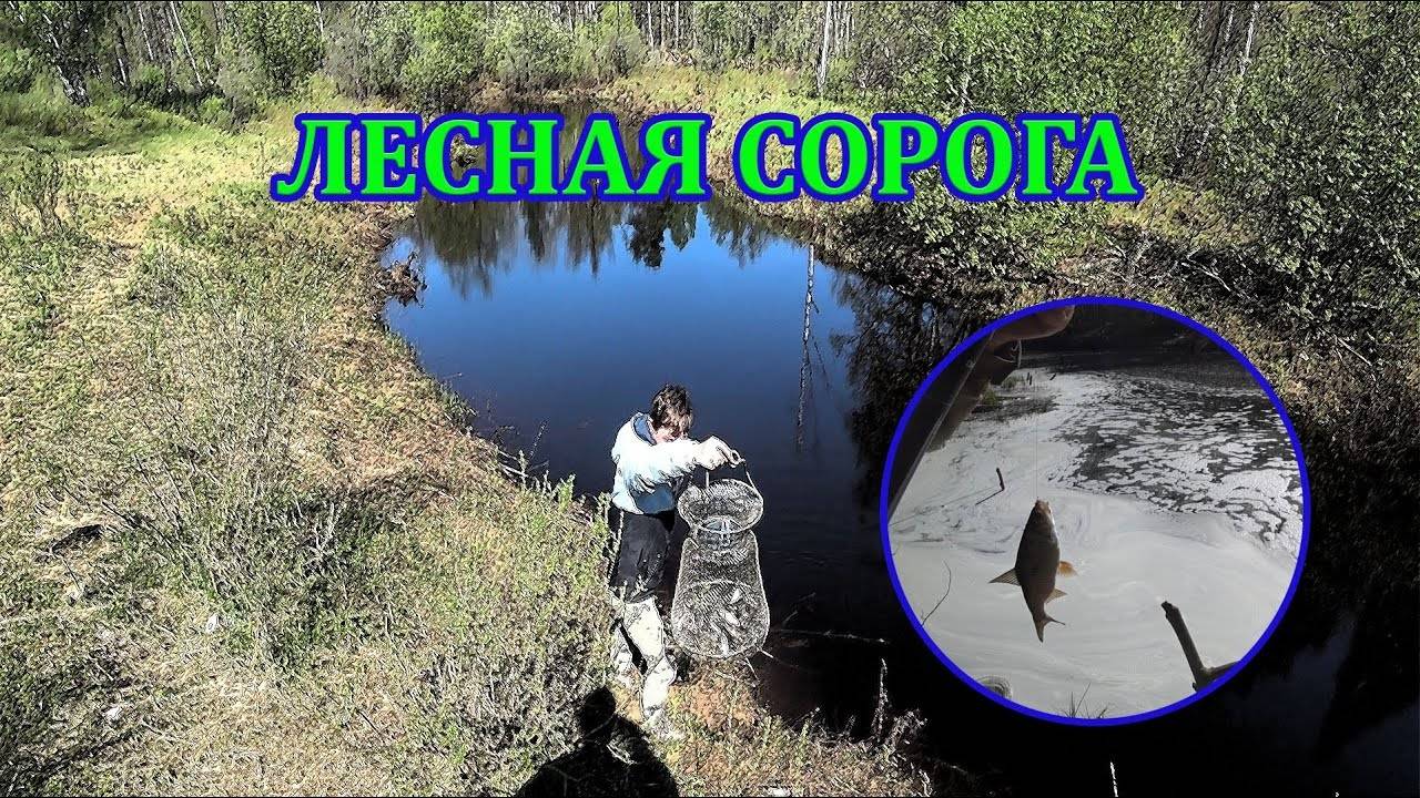 На лесную реку за сорогой. Рыбалка с ночевкой. смотреть онлайн
