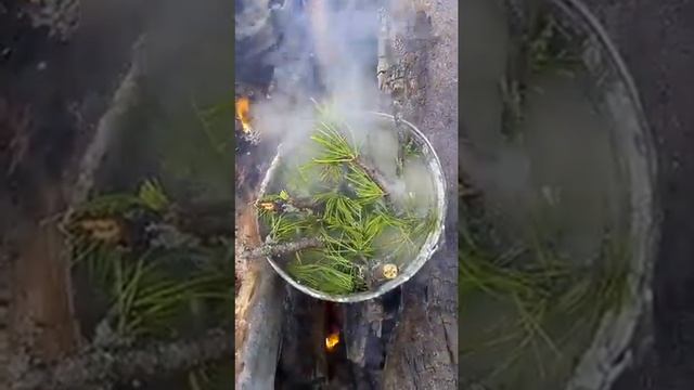 Целебный отвар из лишайников и кедра смотреть онлайн