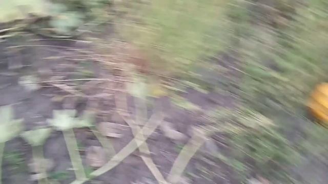 Гарбуз типу сорту українська багатоплідна дослідна ділянка смотреть онлайн