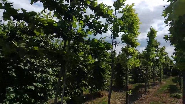 ШПАЛЕРЫ ЛИПА НА БУДУЩЕЕ смотреть онлайн