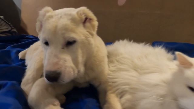 Лучшие друзья! 🐶😻❤️ смотреть онлайн