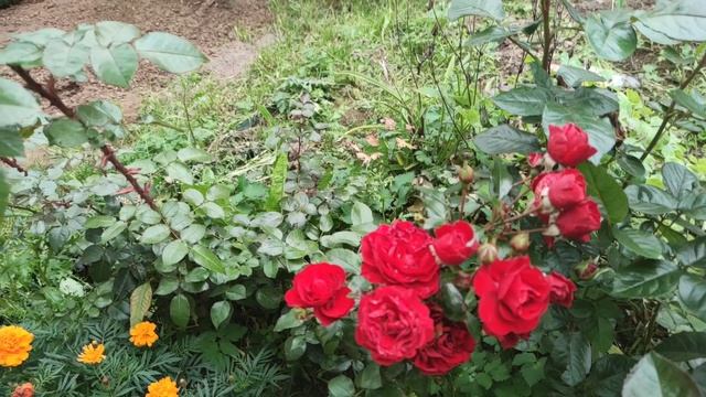 Роза Амадеус. Первый сезон в моем саду. смотреть онлайн