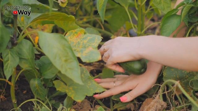 ОГУРЦЫ ДО МОРОЗОВ! Сделайте Это С Огурцами В Августе И Собирайте Урожай Дольше Всех
