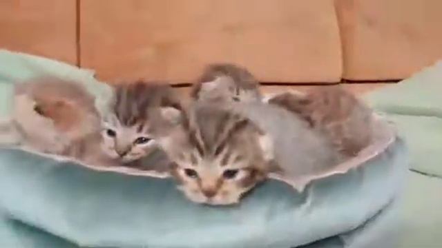 Котята манчкин смотреть онлайн