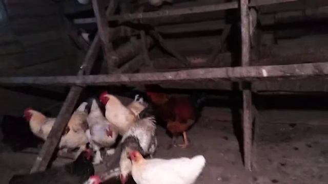 Новые куры. Куры брама. смотреть онлайн