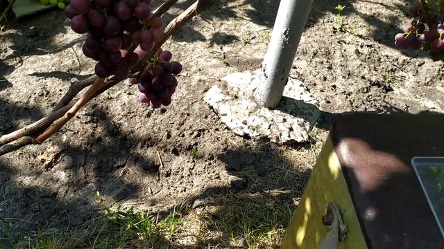 9. Виноград Рудик на 17.08.21 смотреть онлайн