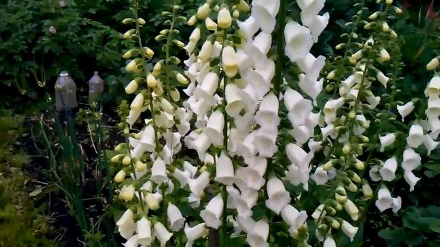 На даче. Любуюсь наперстянкой смотреть онлайн