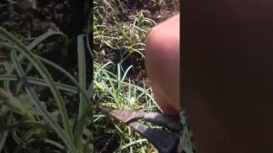 ГВОЗДИКА ШАБО!Осеннее черенкование и подготовка к хранению!