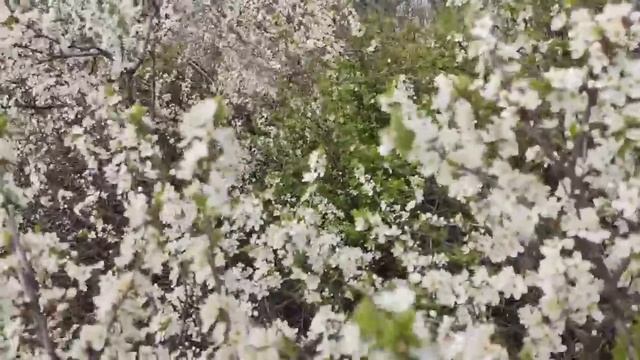 Колесниковы// От произошедшего аж зубы выпали// Обзор видео// смотреть онлайн