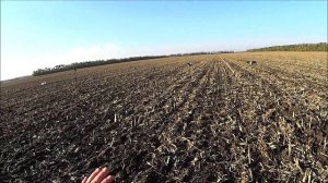 Охота на уток в Краснодарских полях!!!