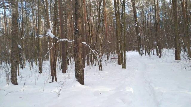 Прогулка в лесу/Разходка в гората/Walk in the forest 02.02.2024 смотреть онлайн