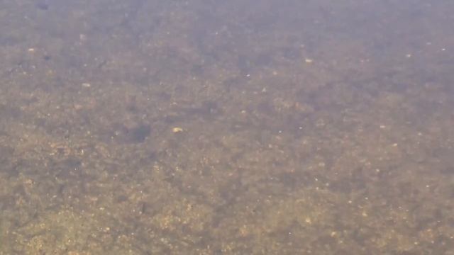 На велосипедах в поисках новых мест для рыбалки смотреть онлайн