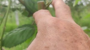 Штамбовая формировка ежевики Натчез. Первая прищипка.