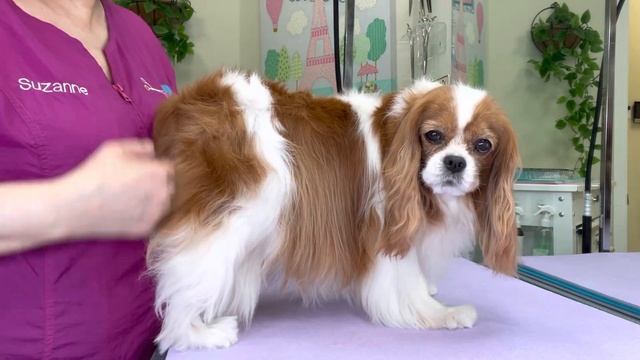 GROOMING tips for a CAVALIER KING CHARLES spaniel. How to groom dogs step by step control shedding. смотреть онлайн